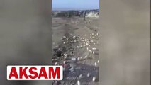 Çöpten binlerce civciv çıktı