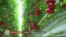 Hauts-de-France : une serre gigantesque pour produire des tomates
