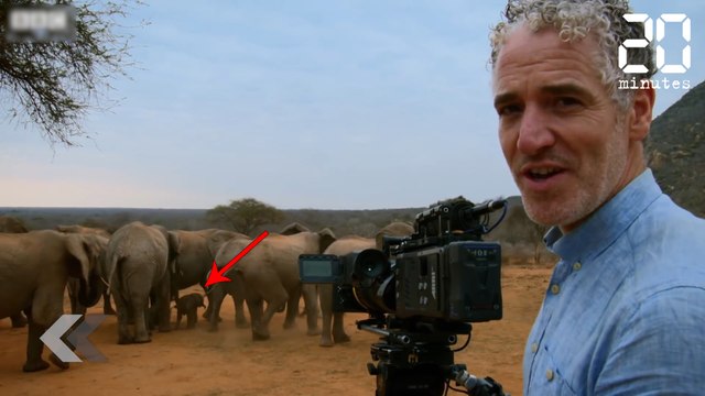Mais que font ces éléphants ? - Le Rewind du Lundi 11 Juin 2018