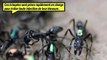 On connaissait les fourmis soldats, mais connaissez-vous les fourmis médecins ?
