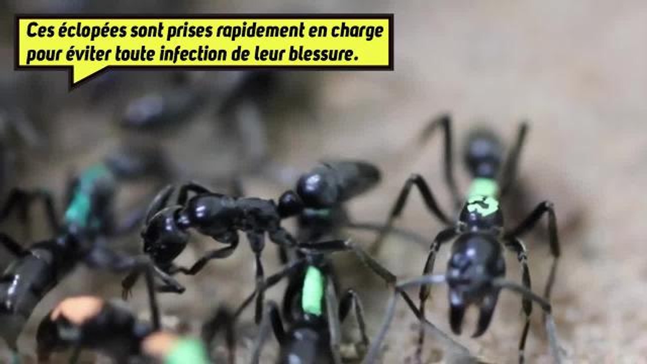On connaissait les fourmis soldats, mais connaissez-vous les fourmis médecins ?