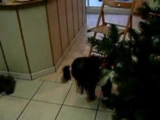 Madeleine découvre le sapin de Noël