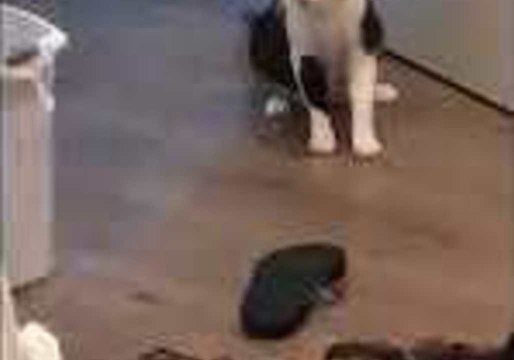 Cat Versus Flip Flop — Flip Flop Wins