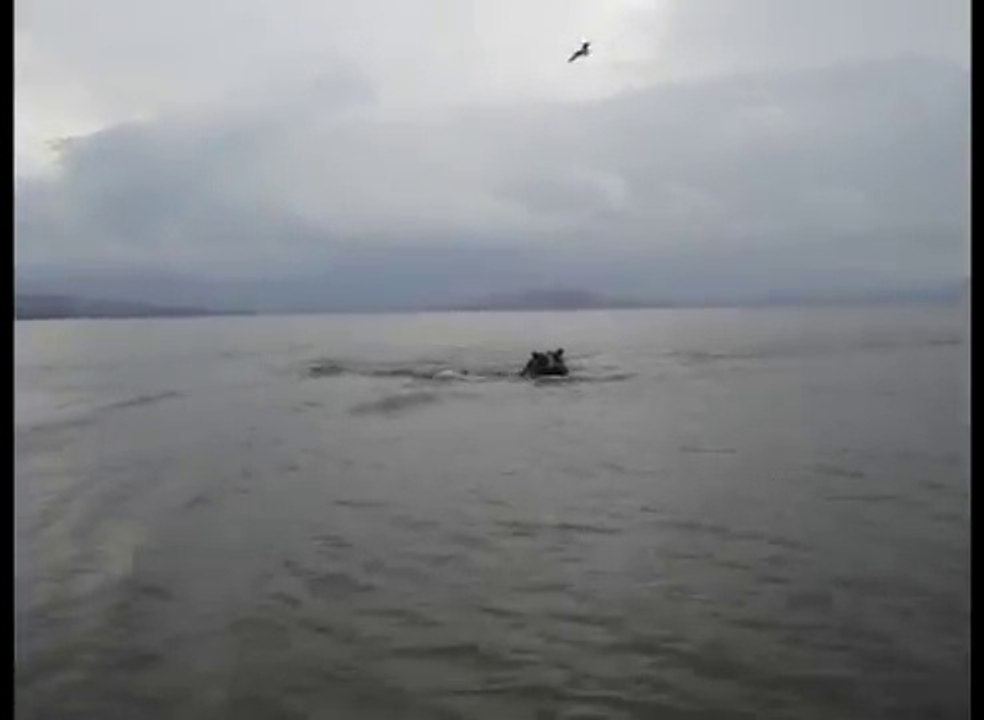 Hippo Chases Boat! Crazy