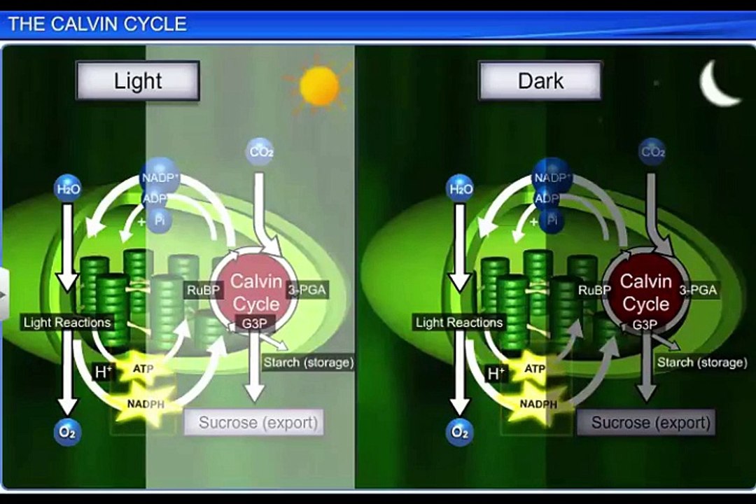 (3)CBSE Class 11 Biology, Photosynthesis in Higher Plants – 3, The Calvin Cycle