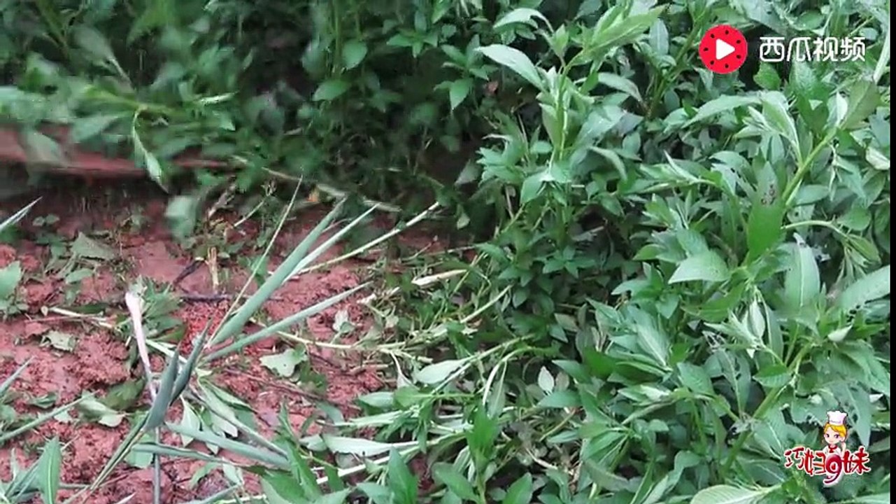 趁着水还少，巧妇9妹赶紧把鱼塘底一大块地固化，以方便来年钓鱼