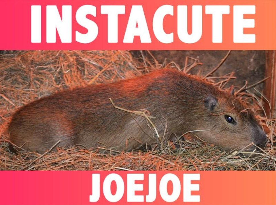 INSTACUTE : JoeJoe le capybara le plus mignon d’Instagram !