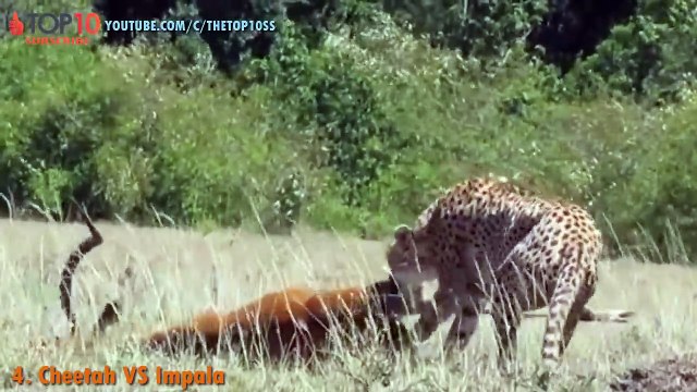 THE TOP 10 TOP 10 CHEETAH ATTACKS Cheetah vs Crocodile, Lion, Wild Boar, Zebra, Gazelle...