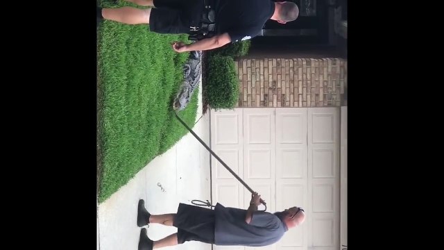 Un alligator met KO un trappeur (Floride)