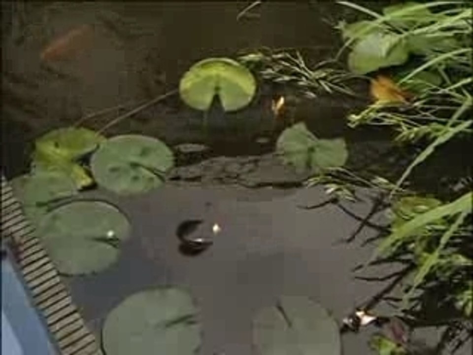 Horst Schlaemmer - Karpfensport