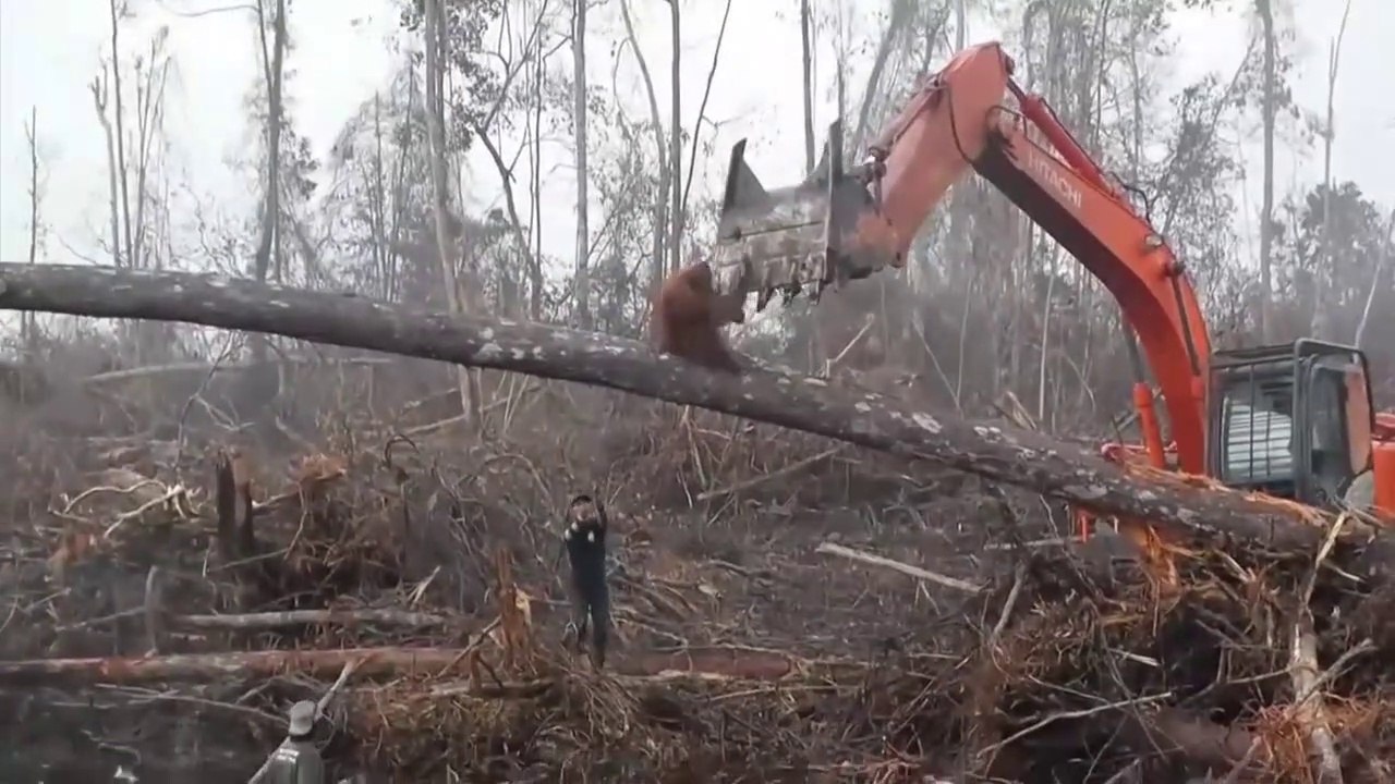 Un orang-outan s'en prend à un bulldozer pour protéger sa forêt