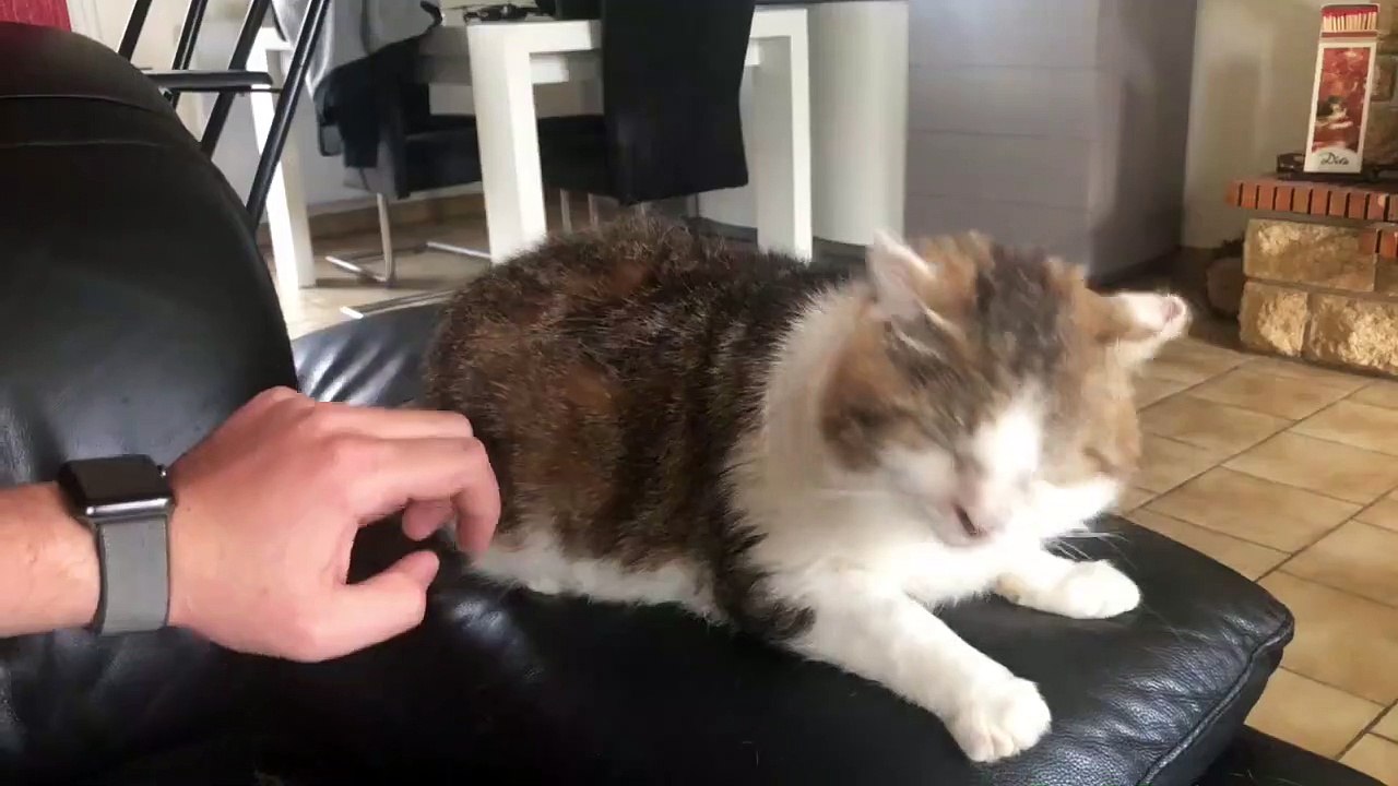 Dès qu'on le caresse, ce chat a une drôle de réaction