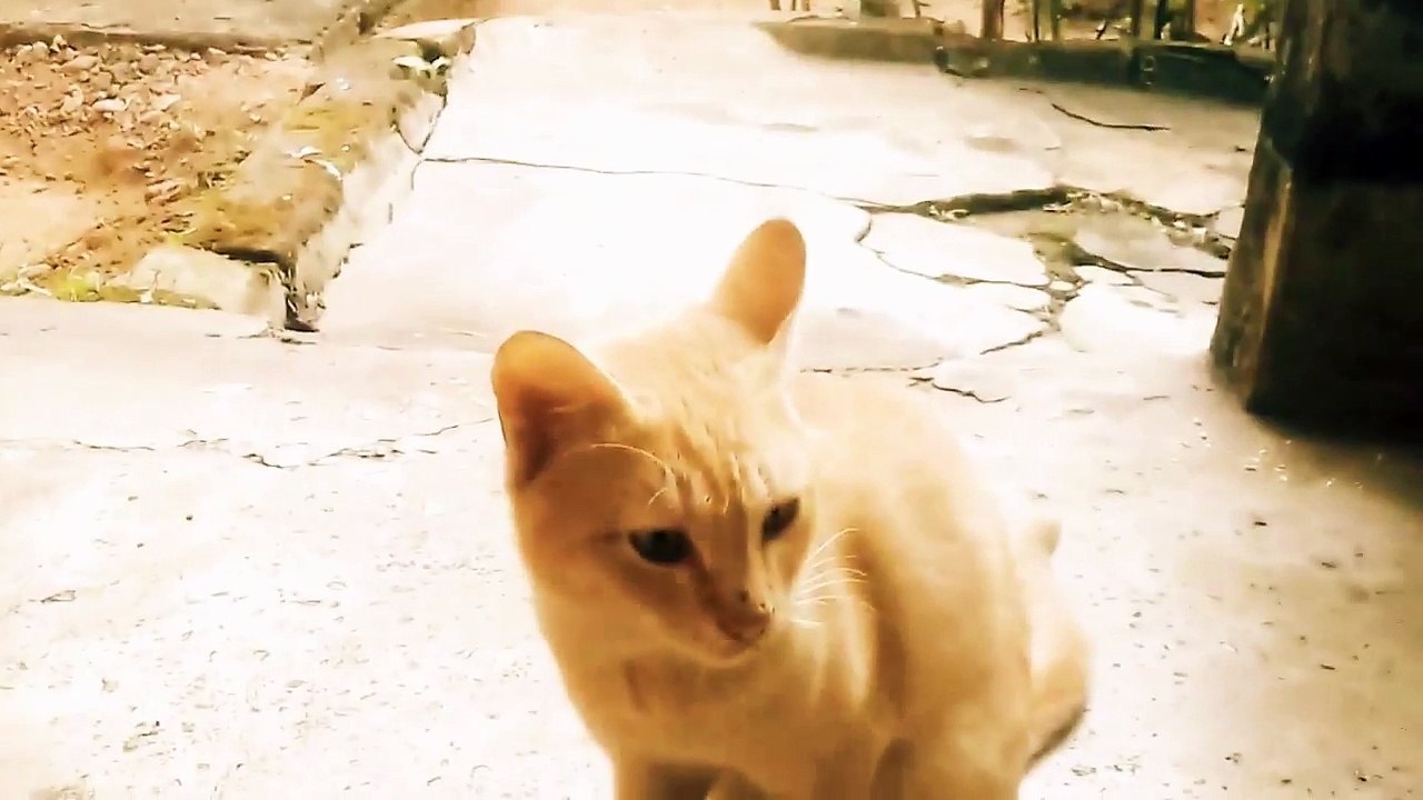 Kitten in Nigeria