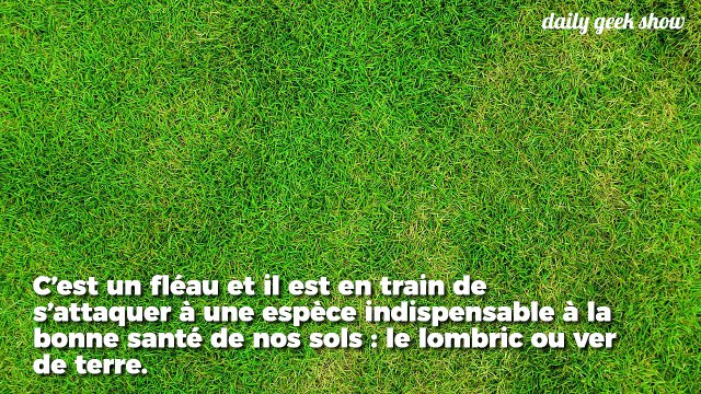 Ce ver géant venu d'Asie est en train de massacrer nos vers de terre
