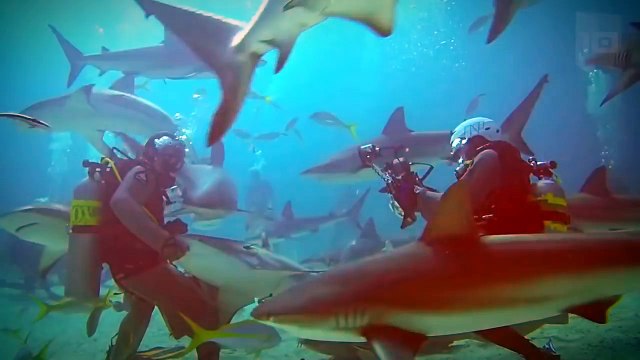 10 Atracciones turísticas con animales más peligrosas del mundo. Parte 2_HD