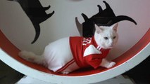 Aquiles, o gato adivinho do Mundial