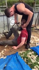 Il tond son pote comme les moutons !!