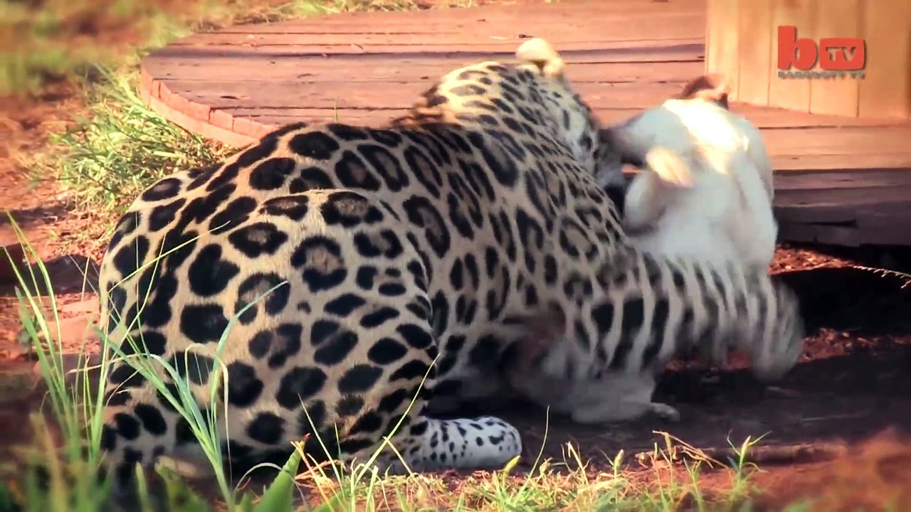 Un jaguar et un chien sont meilleurs potes