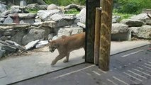 Ce pauvre berger allemand est terrifié devant ce cougar qui a envie de le croquer