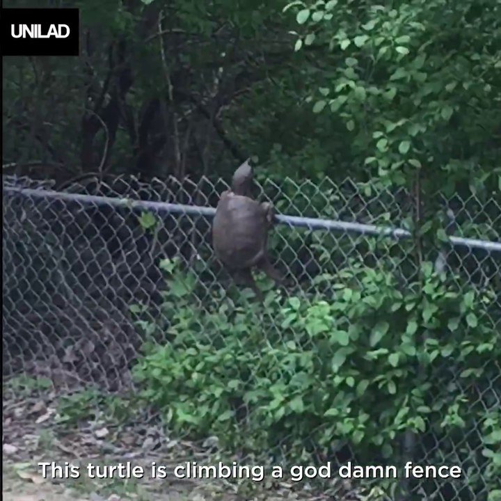 Avez-vous déjà vu une tortue qui escalade les grillages...