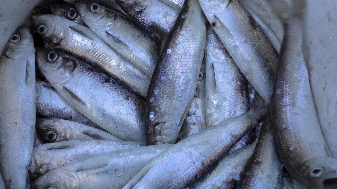 Herring Scandal Rocks the Netherlands