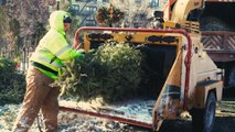 What Happens To Trees After Christmas?