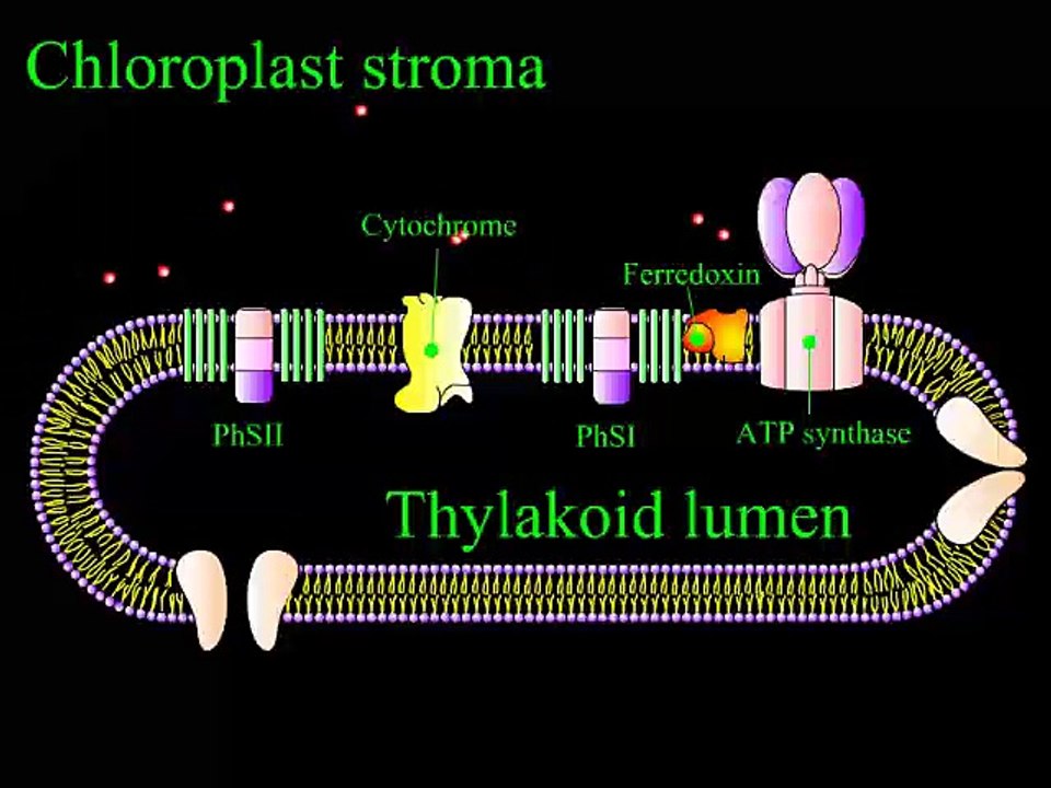 Photosynthesis