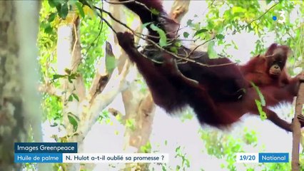 Huile de palme : Nicolas Hulot a-t-il oublié sa promesse ?