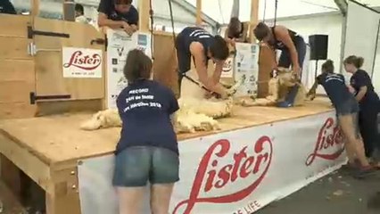 مسابقة فرنسية بين فتيات "لجزّ صوف الغنم"