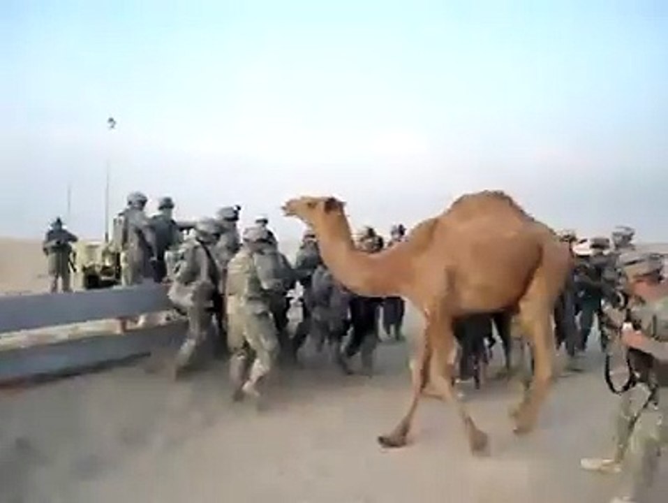 U s soldiers vs Arab Camel