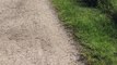 Alligator Walks Across Path