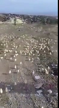 From Dumped Eggs Hatch Hundreds Of Chicks