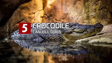 10 Animals That Can Kill Your Dog