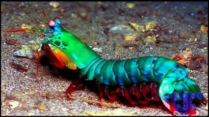 Cangrejo mantis o mantis de mar