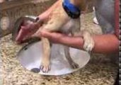 Adorable Rescue Puppy Receives First Bath in Airport Bathroom