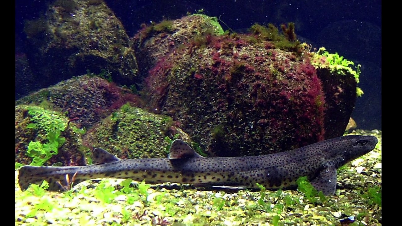 Hajer I Danmark - Er Hvidhajen På Vej?