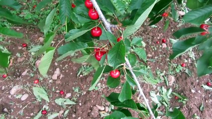 Dolu, meyve ağaçları ile sebze fidelerine zarar verdi - AFYONKARAHİSAR