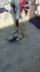 Trained Fish Show Extreme Intelligence