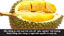 Cận cảnh loại sầu riêng ruột đỏ nguồn gốc Malaysia