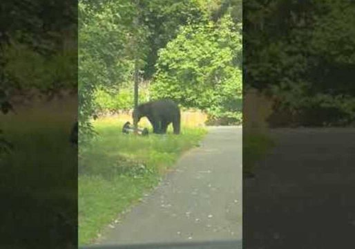 Hungry Bear Climbs Pole Leading to Bird Feeders