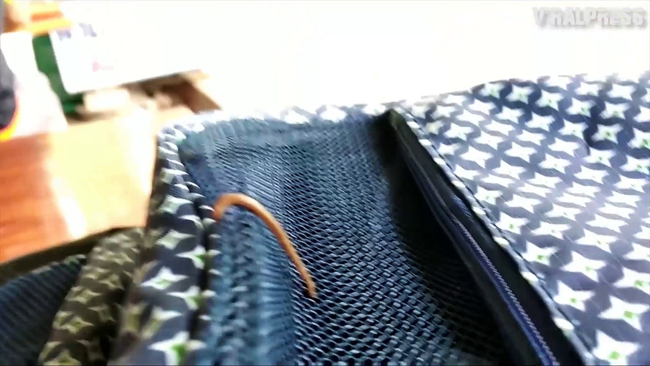 Bug Stuck In Bag