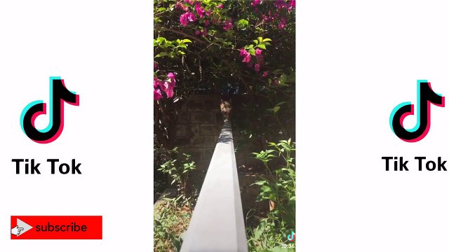 TRY NOT to LAUGH Animals FUNNY PET FAILS tik tok Compilation