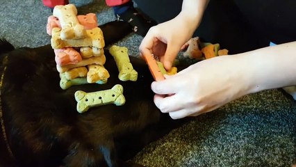 CUTE PETS  DOING FUNNY THINGS #29