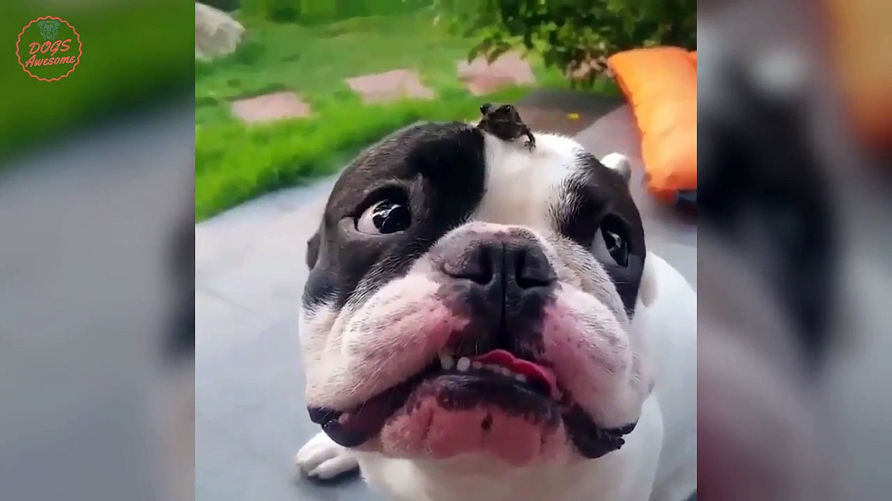 Cute funny French Bulldogs | Funny DOG Compilation #460