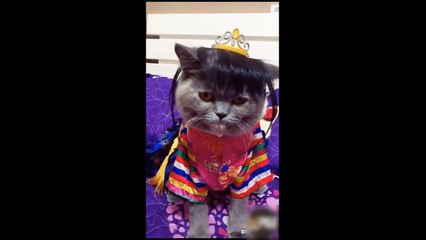 CUTE PETS  DOING FUNNY THINGS #32