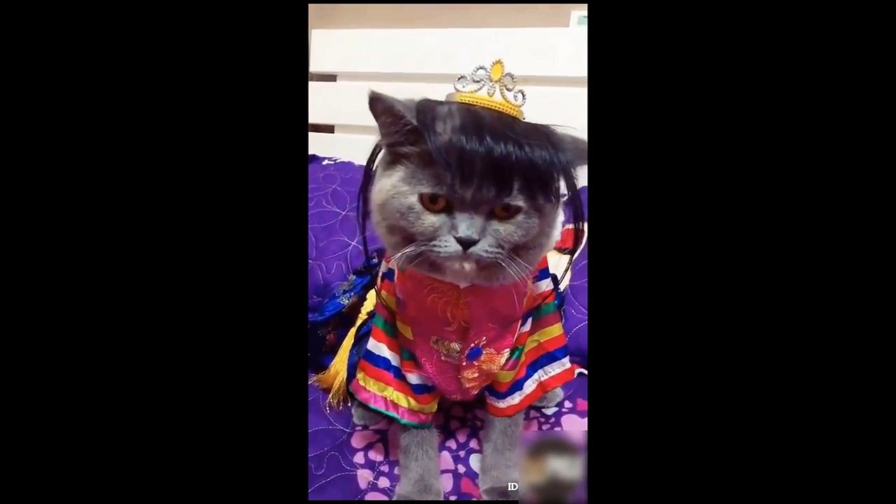 CUTE PETS  DOING FUNNY THINGS #32