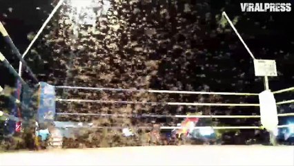 Moths Invade Boxing Match
