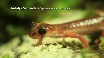 Antalya semenderinin nesli habitat kaybından ötürü tehlikede!