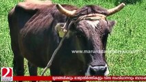 Penka cow saved from execution