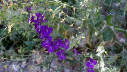 Uzmanlardan polen uyarısı